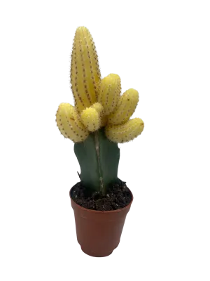 Cactus Graft Yellow