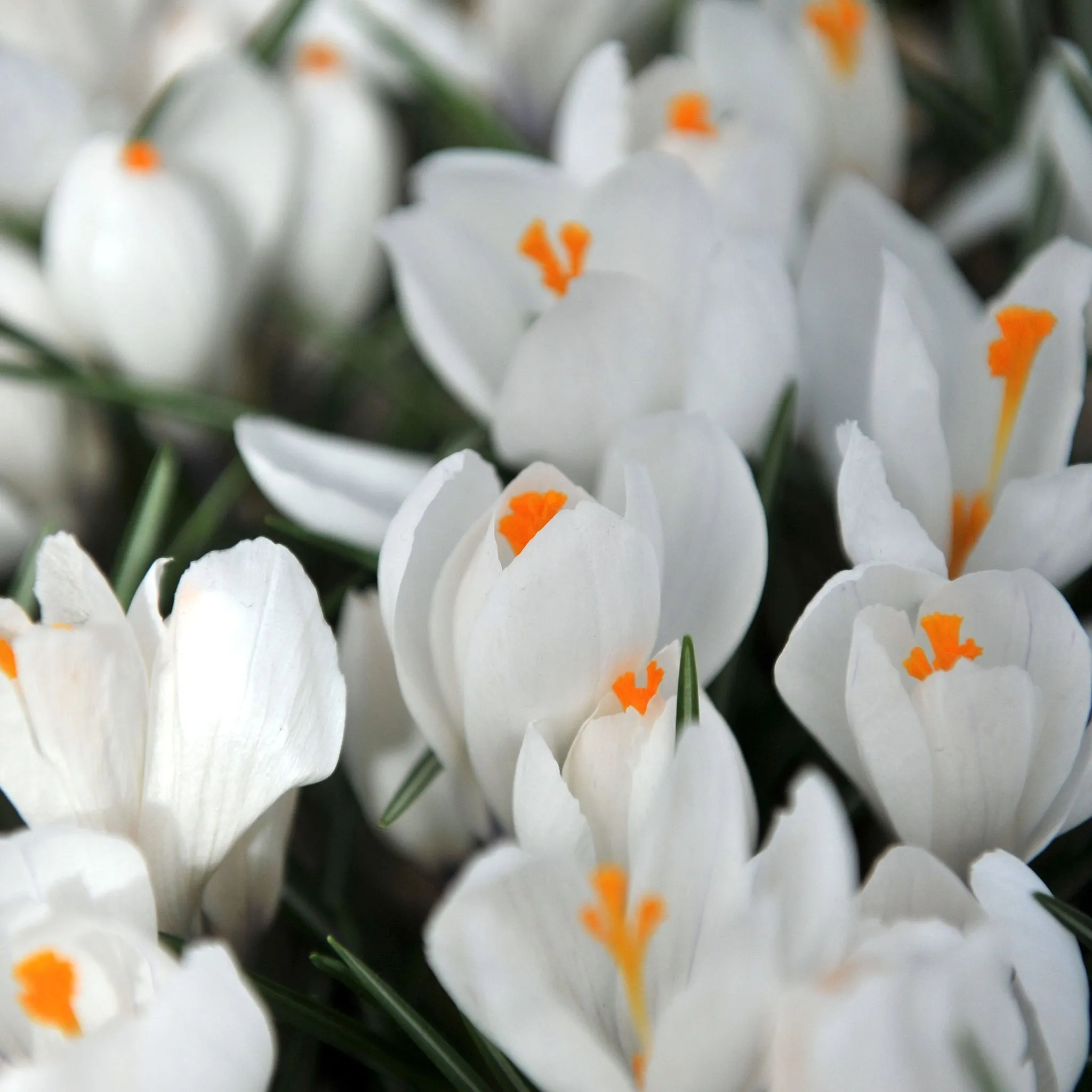 Crocus Ard Schenk (10 Bulbs)