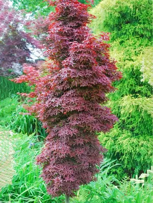 Maple - Japanese Twombly's Red Sentinel